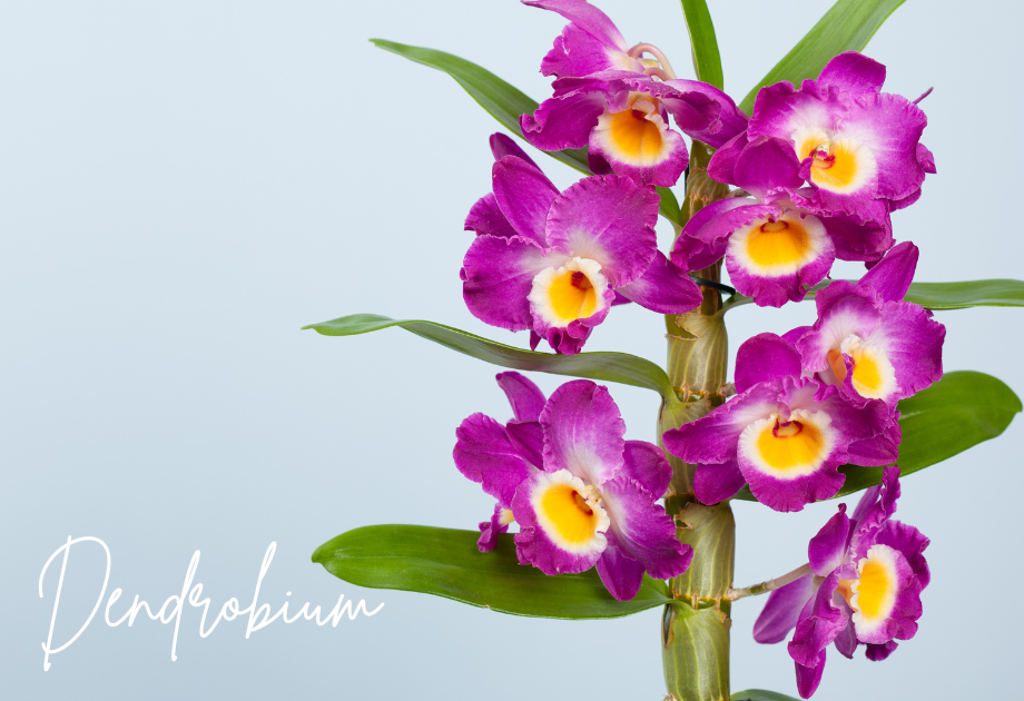 Dendrobium orchids